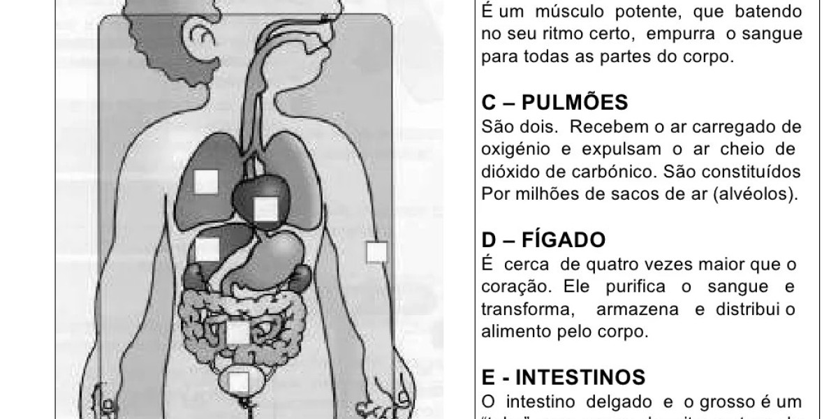 Os Mistérios do Corpo Humano: Como Cada Parte Contribui para a Vida que Levamos