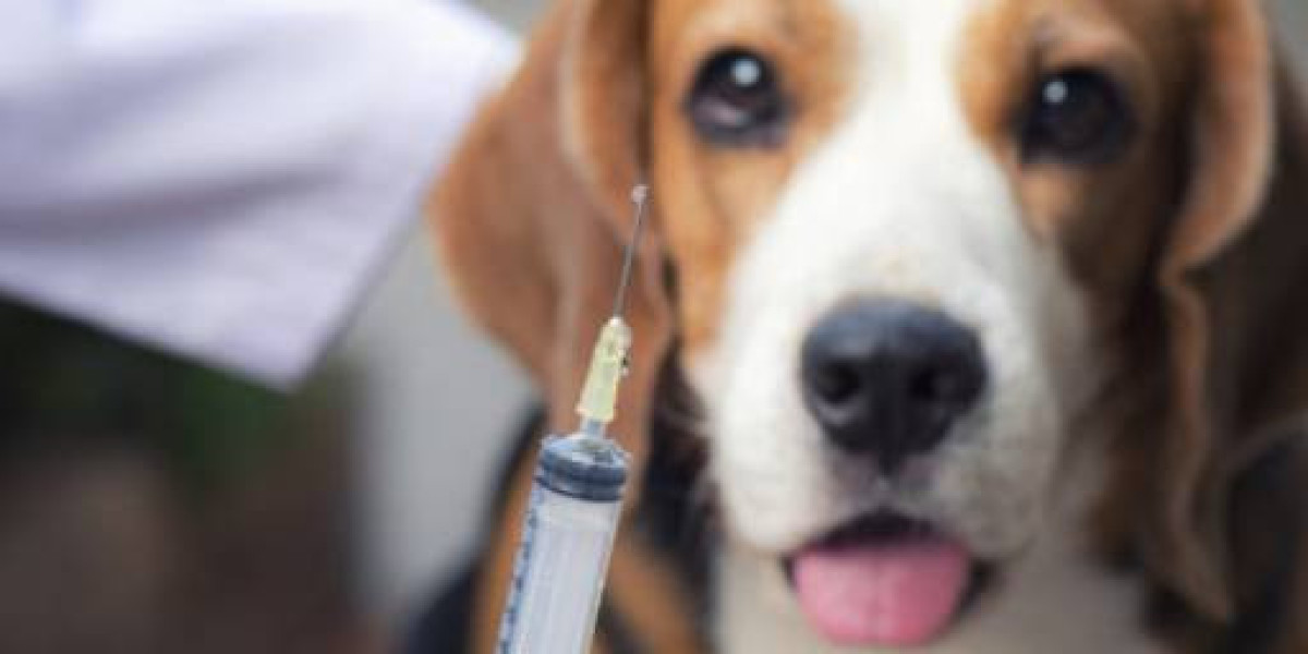 How Much Does a Blood Test Cost for a Dog: The Price of Prevention