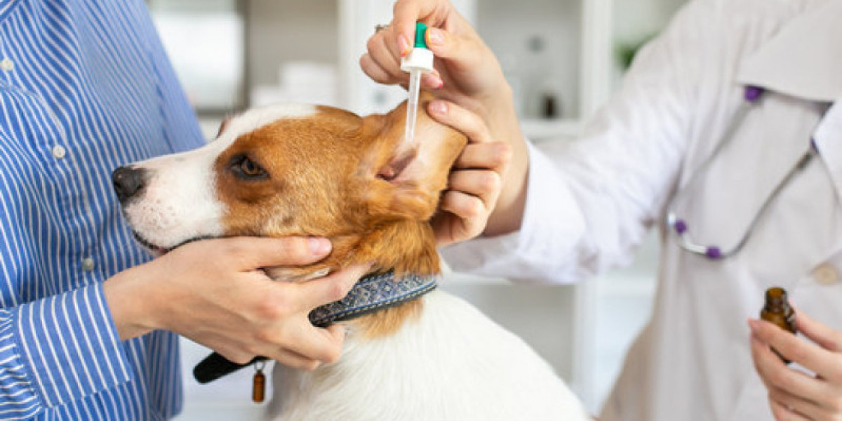 ¿Quieres saber cuánto gana un veterinario en España al mes? Descubre aquí su salario medio