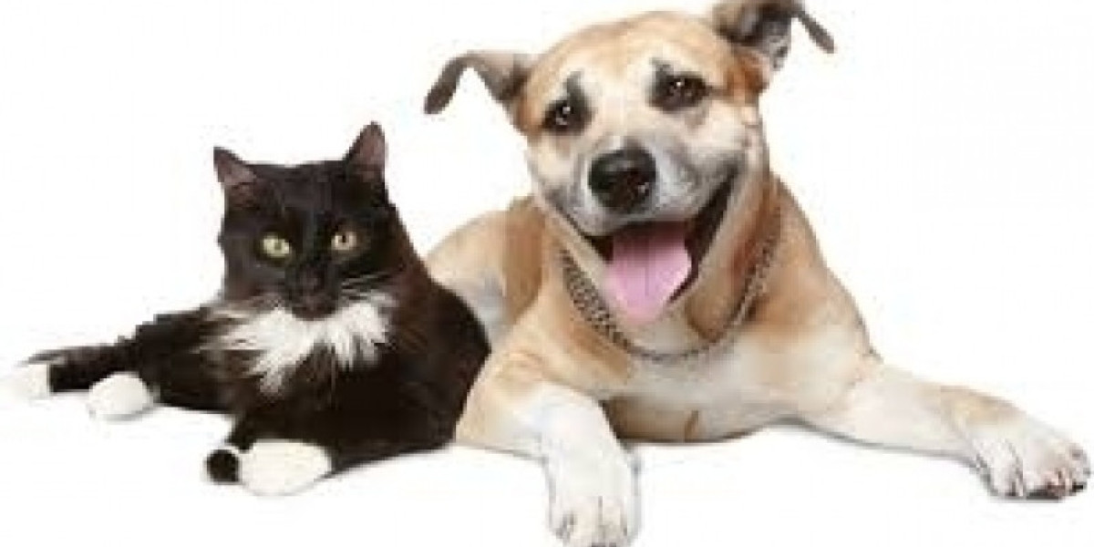 Importance of getting a complete blood count CBC at your pets next physical