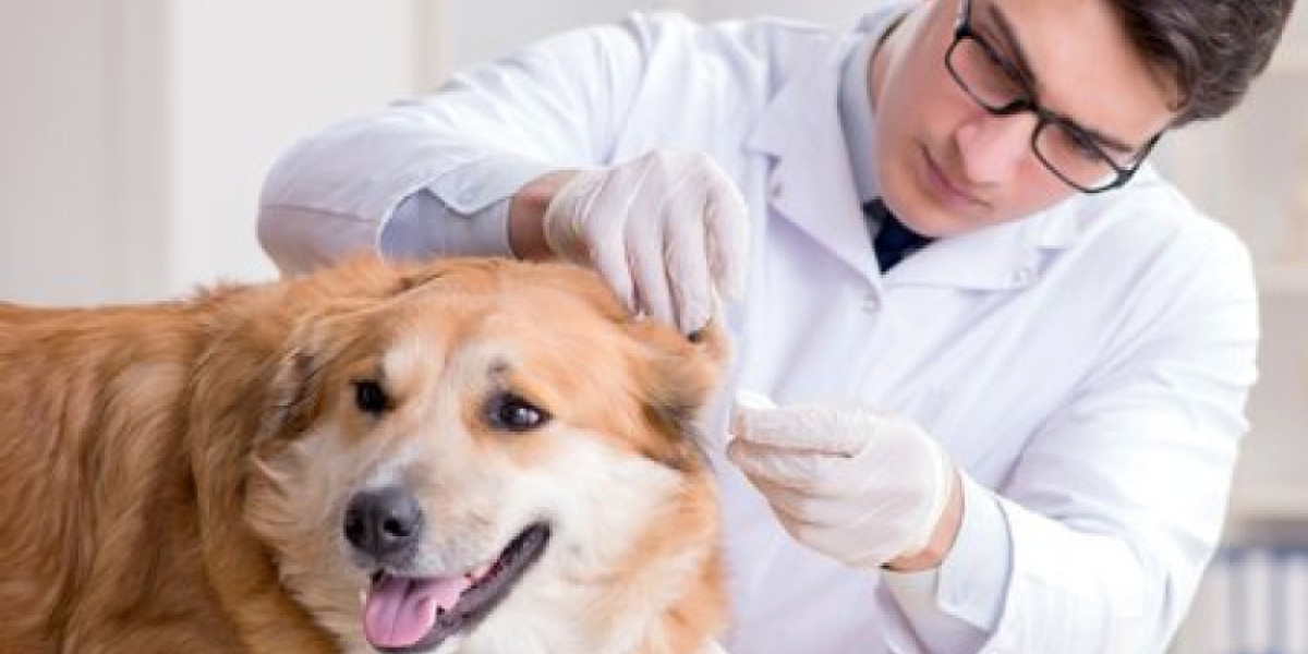 Emergency Vet in Ashburn, VA