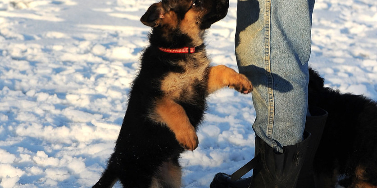 Learn To Communicate German Shepherd Puppies To Your Boss