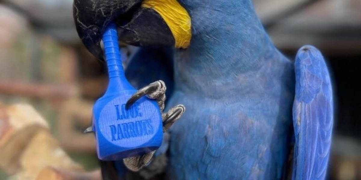 10 Wrong Answers For Common Why Are The Glaceous Macaw And Hyancith Macaw So Alike Questions Do You Know The Right Ones?